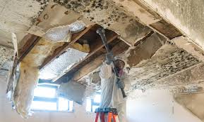 Best Mold Damage Restoration  in Perham, MN